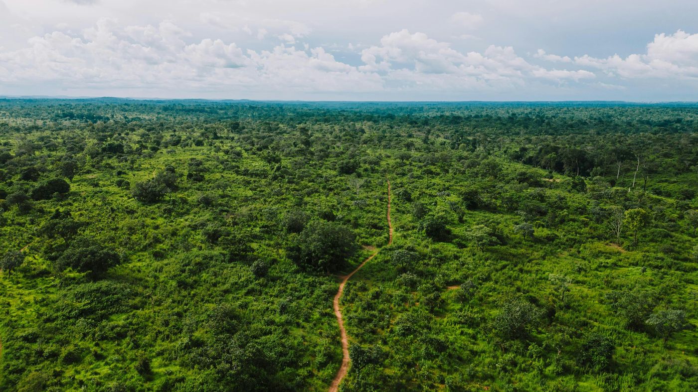 Forêt camerounaise vue aérienne — empreinte carbone